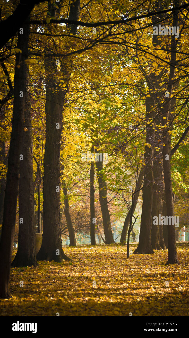 Schönen Herbst Wald Stockfoto