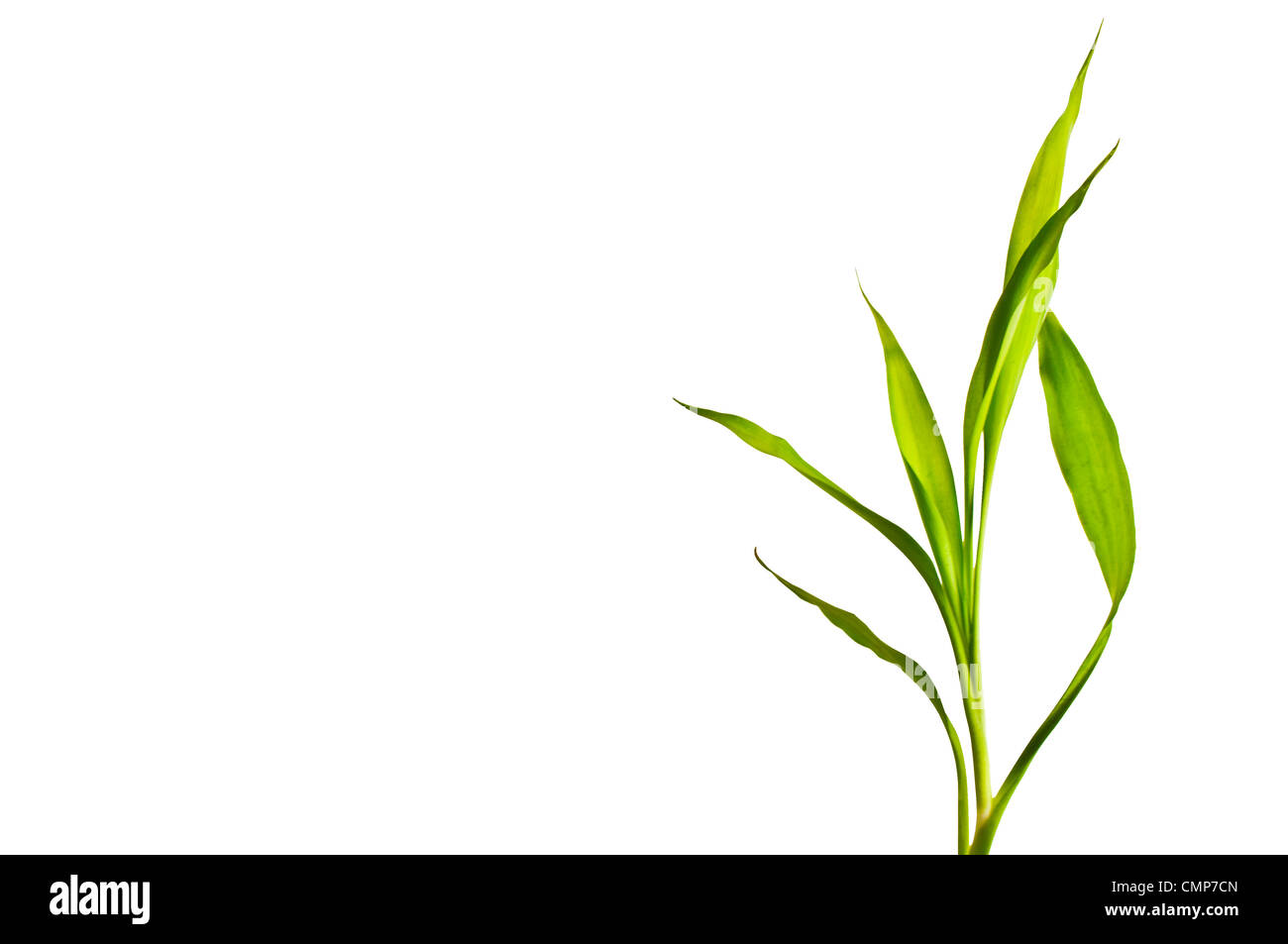 Bambusblatt isoliert auf weiss Stockfoto