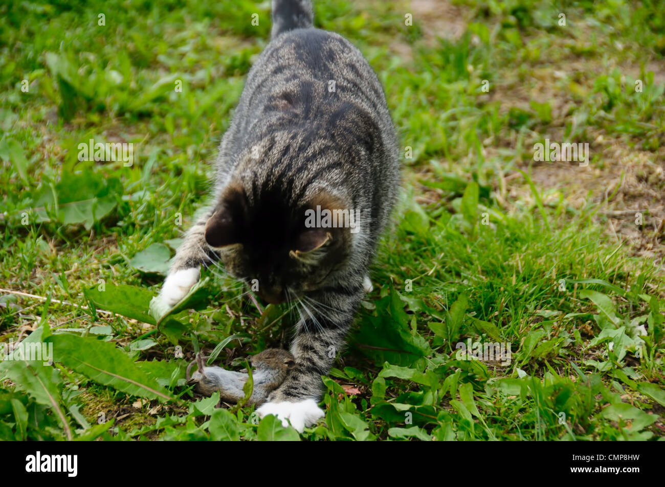 Katz und Maus Stockfoto