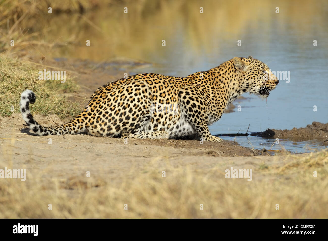 Männliche Leoparden (Panthera Pardus) Trinkwasser, Sabie Sand Naturschutzgebiet, Südafrika Stockfoto