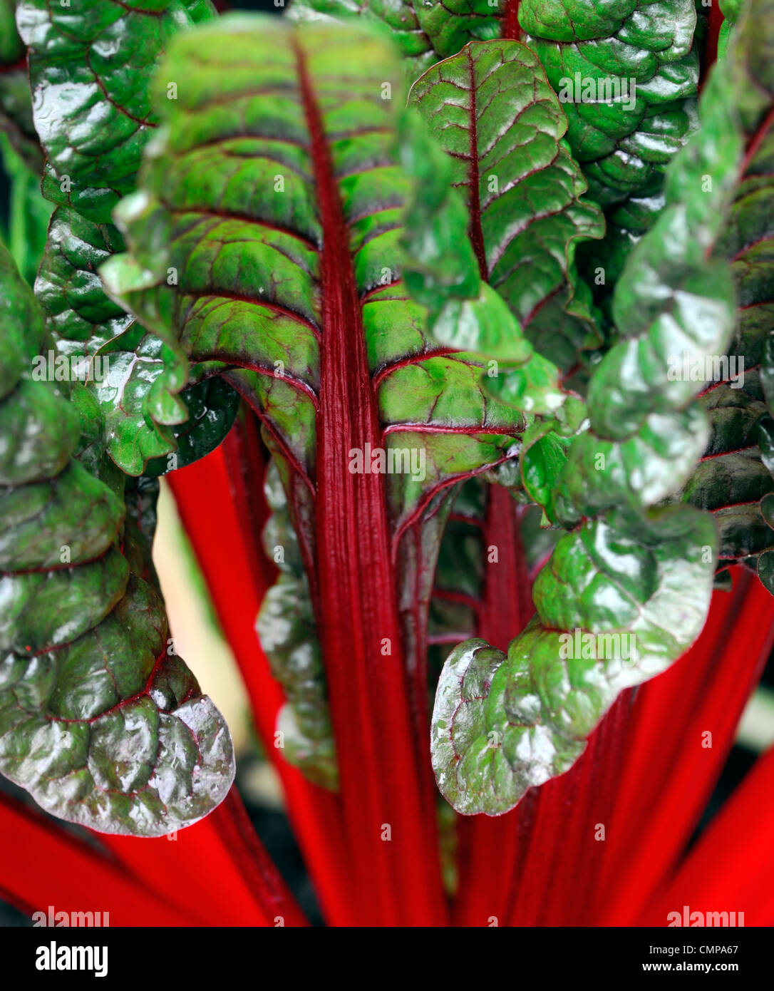 Beta Vulgaris Rhabarber Ruby Mangold Nahaufnahmen Pflanzen Porträts essbaren Gemüse wachsen helle rote Adern geäderten grünen Blättern stammt Stockfoto