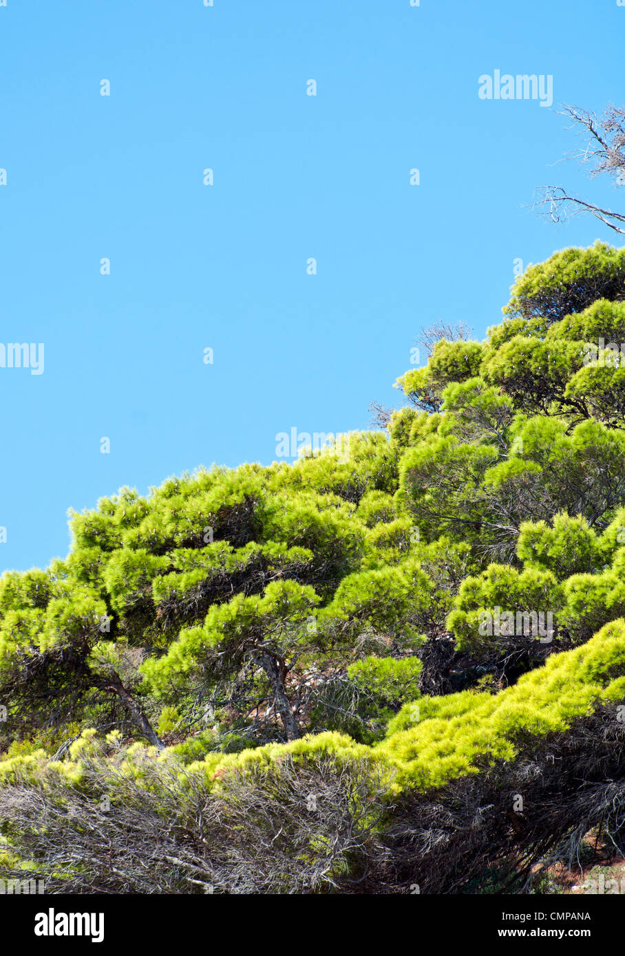 Waldes vor blauem Himmel Landschaft Stockfoto