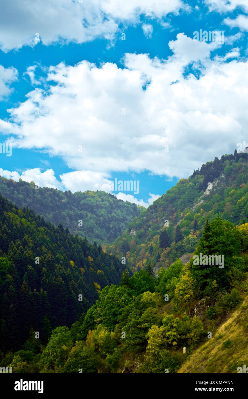 Wald und Himmel Alpenlandschaft Stockfoto