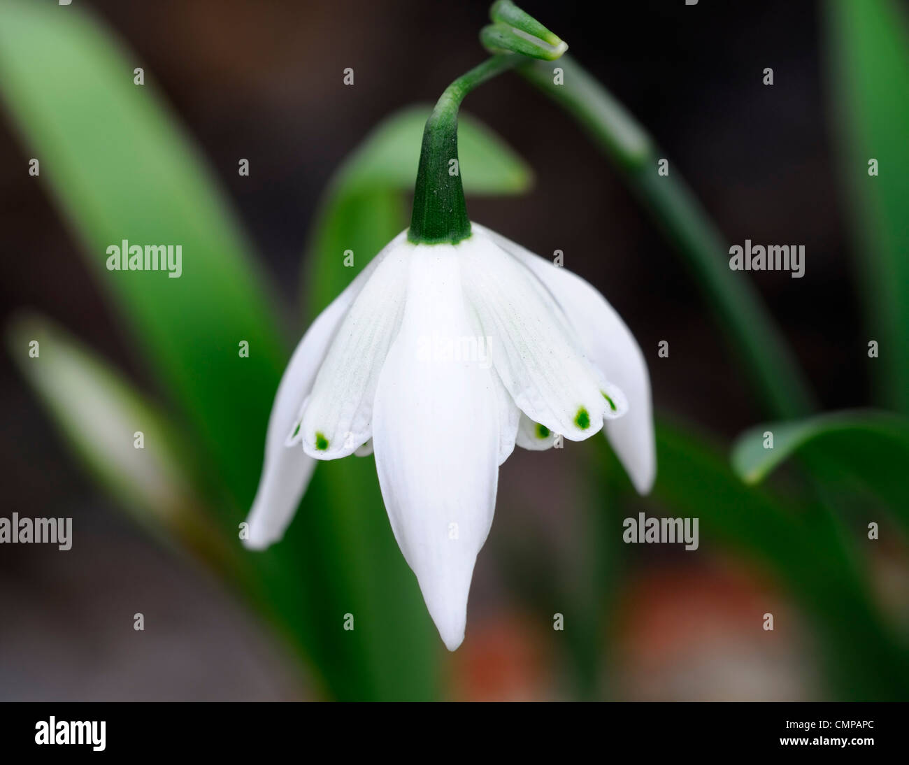 Galanthus beatrix stanley Fotos und Bildmaterial in hoher Auflösung