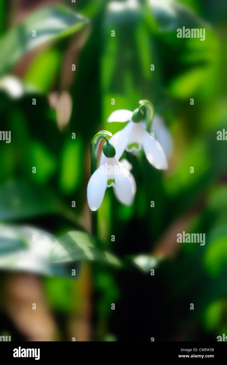 Galanthus Nivalis Schneeglöckchen Blumenzwiebeln Februar weiße Blumen Winter Pflanze Porträts Nahaufnahmen Blütenblätter Markierungen soft-Fokus Stockfoto