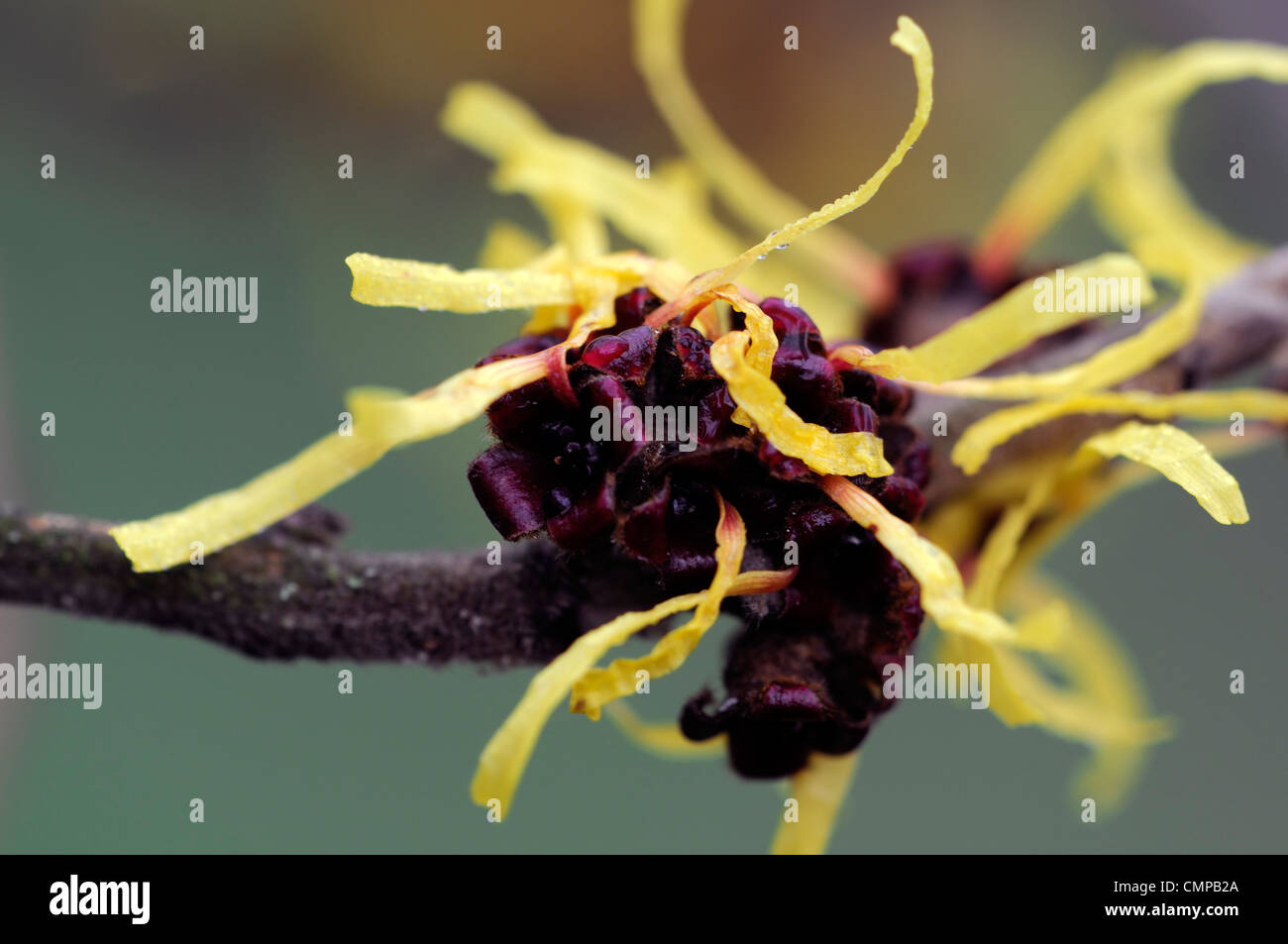 Hamamelis Mollis chinesischen Zaubernuss Januar Winter gelb Gretas Closeup selektiven Fokus sommergrüne Sträucher Bäume Blumen Blüten Stockfoto