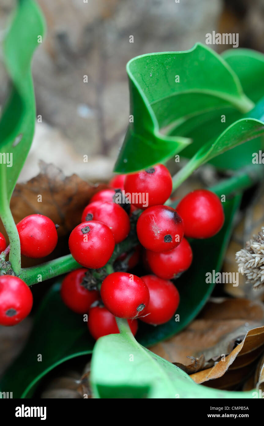 Leuchtend rote Stechpalme Beeren Ilex Aquifolium Hollies Weihnachten Saison saisonale Dekoration Stockfoto