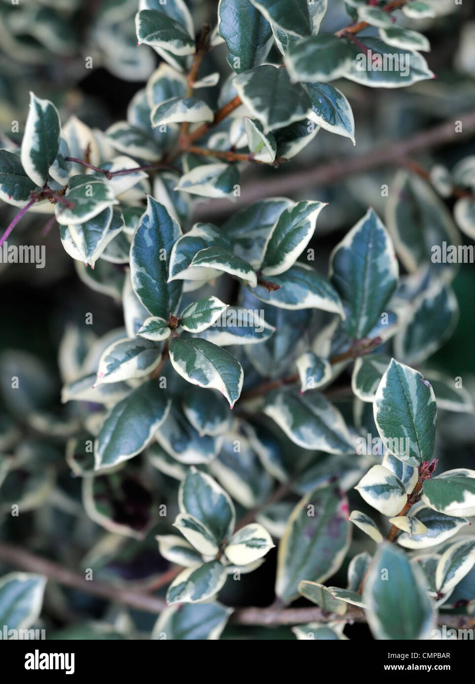Luma Apiculata Glanleam gold Pflanzenportraits grün gelb bunte Blätter Laub immergrüne Sträucher Blatt Stockfoto
