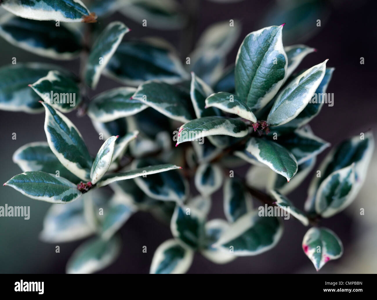 Luma Apiculata Glanleam gold Pflanzenportraits grün gelb bunte Blätter Laub immergrüne Sträucher Blatt Stockfoto