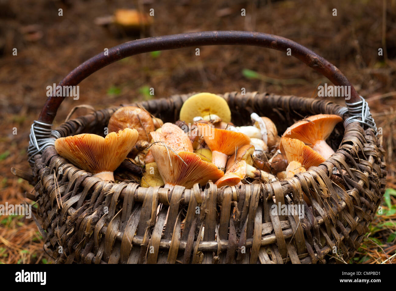 Korb mit Pilzen im Wald Stockfotografie - Alamy