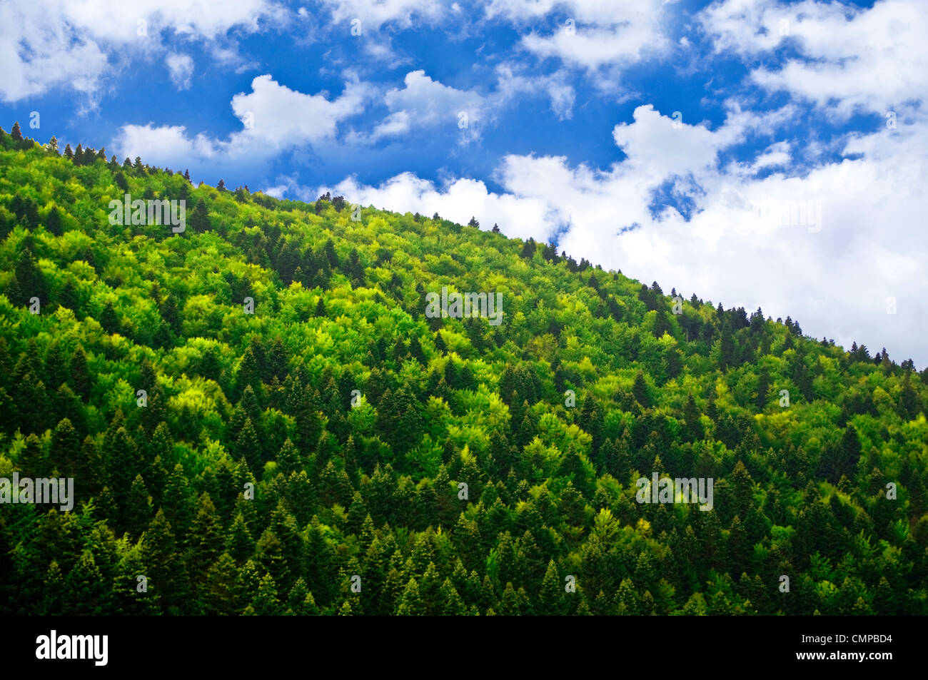 Grünen Wald über blauen Himmel Stockfoto