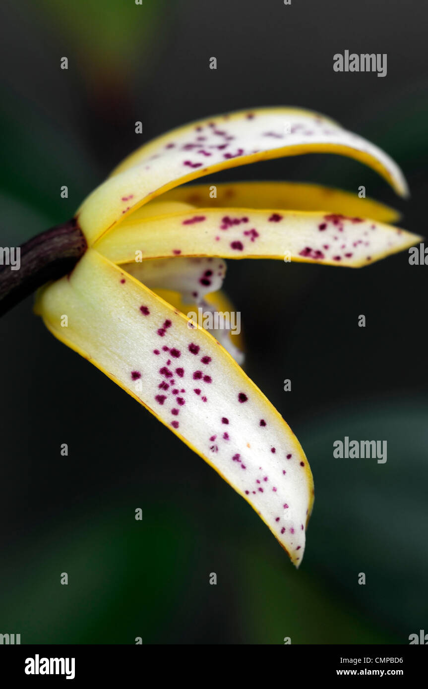 Maxillaria Picta Jersey Orange entdeckt einzelne Blume Blüte Blüte epiphytisch Epiphyten Lithophyte Orchideen exotische tropische Stockfoto