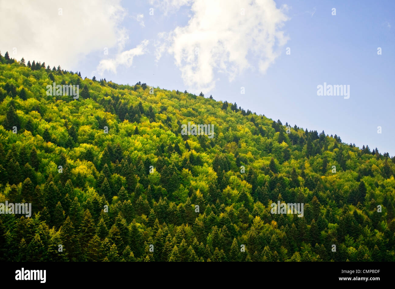 Waldes vor strahlend blauem Himmel Stockfoto