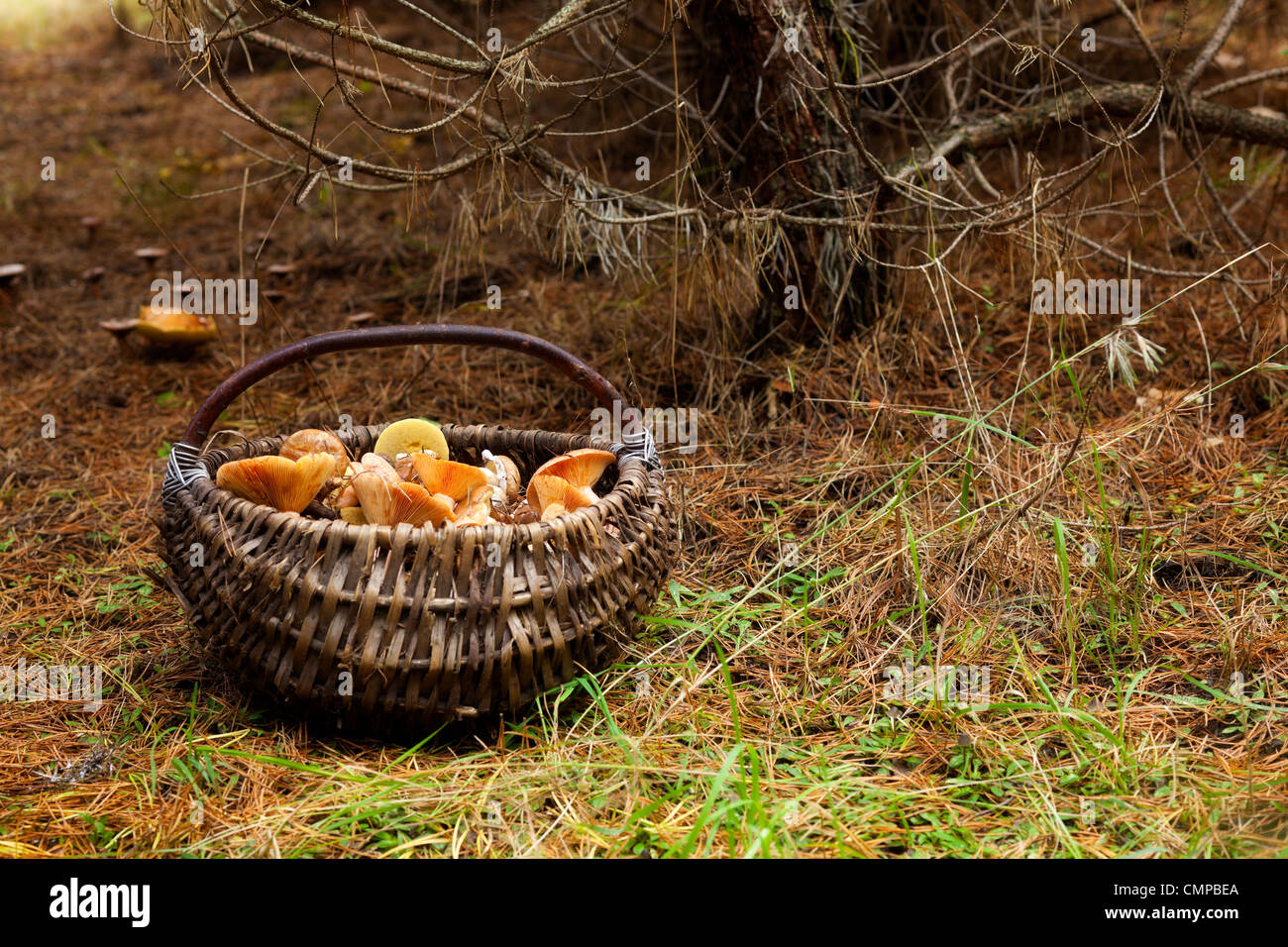 Korb mit Pilzen im Wald Stockfoto