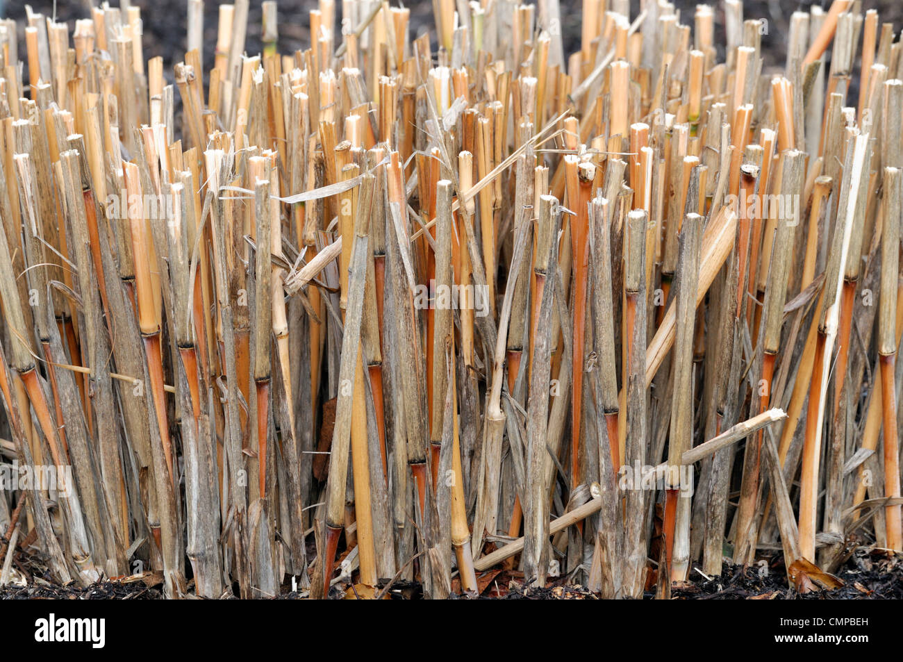 Miscanthus braunen Stängel schneiden wieder Frühjahr winterharte mehrjährige krautige Rasen architektonische strukturelle Ziergarten Gräser Stockfoto