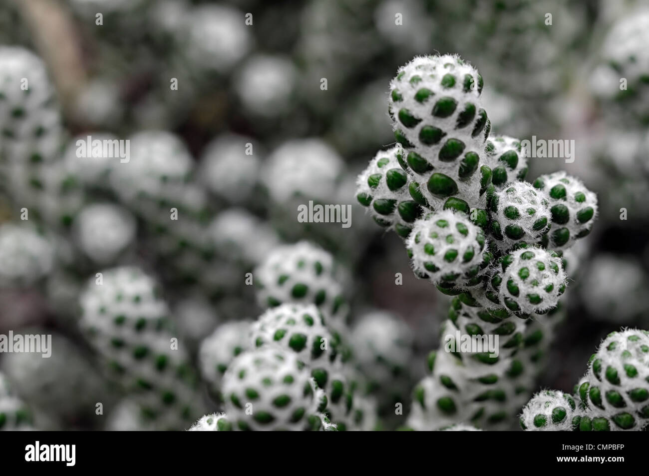 Ozothamnus Coralloides Agm Immergrün immergrüne Sträucher Pflanzen Porträts Closeup selektiven Fokus silbernes grauen Laub Blätter Stockfoto