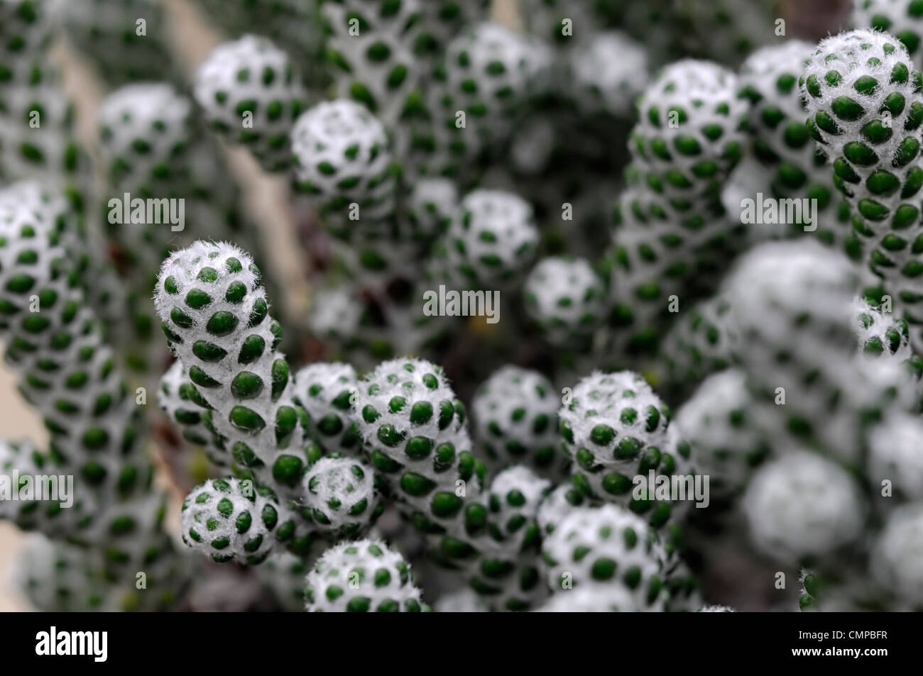 Ozothamnus Coralloides Agm Immergrün immergrüne Sträucher Pflanzen Porträts Closeup selektiven Fokus silbernes grauen Laub Blätter Stockfoto