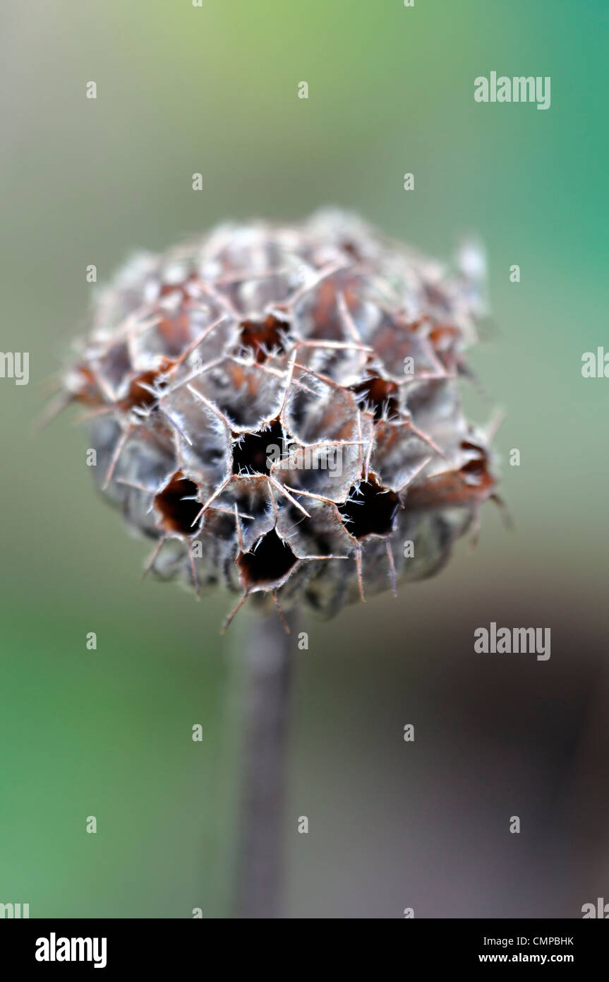 Phlomis Russeliana Jerusalem Salbei braune getrocknete Seedhead Saatgut Kopf Closeup selektiven Fokus Stauden Winter Interesse Stockfoto