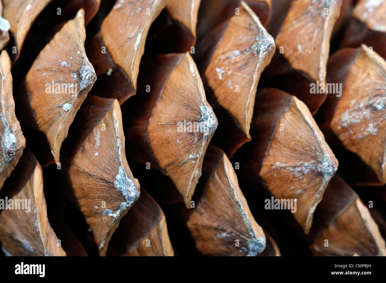 Kiefer Kegel Closeup gefallen braune Zapfen Pinien Bäumen Pinus Boden einzelne einen selektiven Fokus Stockfoto