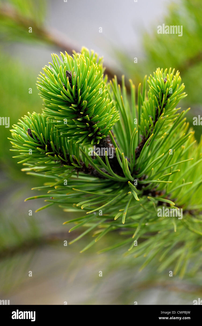 Pinus Contorta Bolanderi Medicino Ufer Pinien grün immergrüne Bäume Laub Blätter Pflanze Porträts Tannennadeln Stockfoto