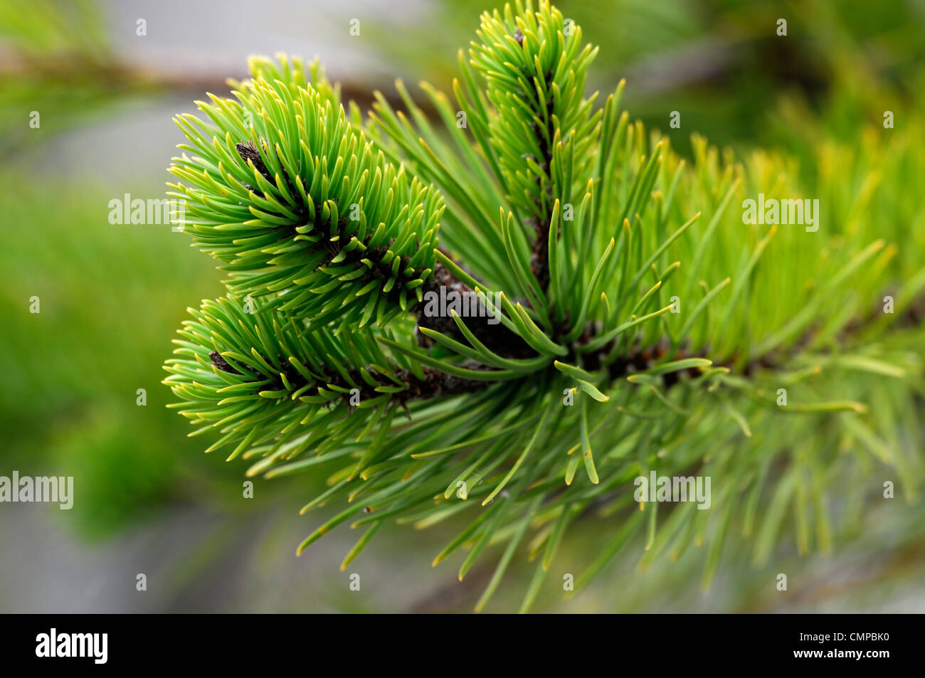 Pinus Contorta Bolanderi Medicino Ufer Pinien grün immergrüne Bäume Laub Blätter Pflanze Porträts Tannennadeln Stockfoto