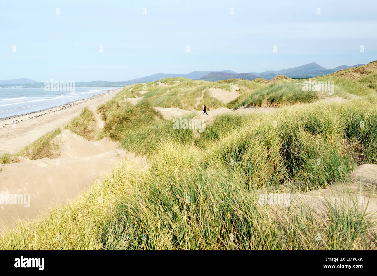 Umfangreiche Sanddünen, Blick nach Norden über Harlech Strand Tremadog Bucht und Snowdonia am Nordende der Cardigan Bay, Wales, UK Stockfoto