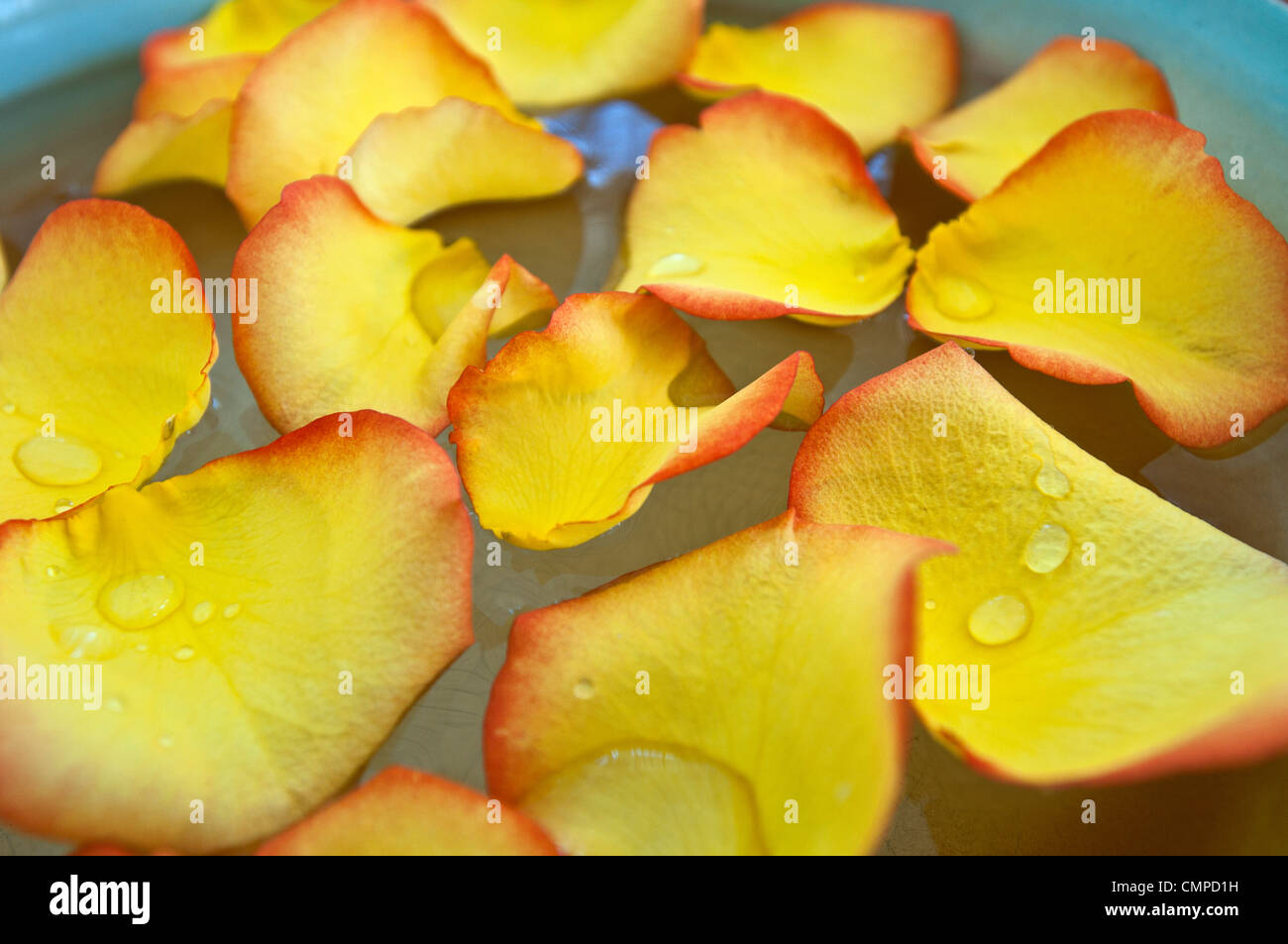 Gelbe Blüten in Schüssel Wasser Stockfoto