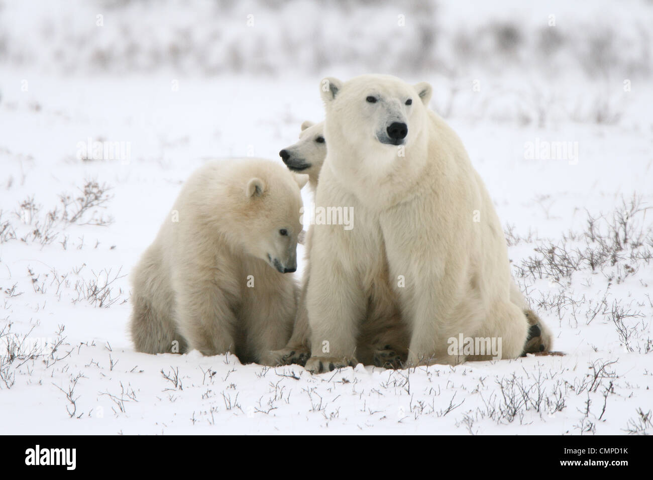 Eisbären, Mutter und zwei jungen, Churchill, Manitoba Stockfoto