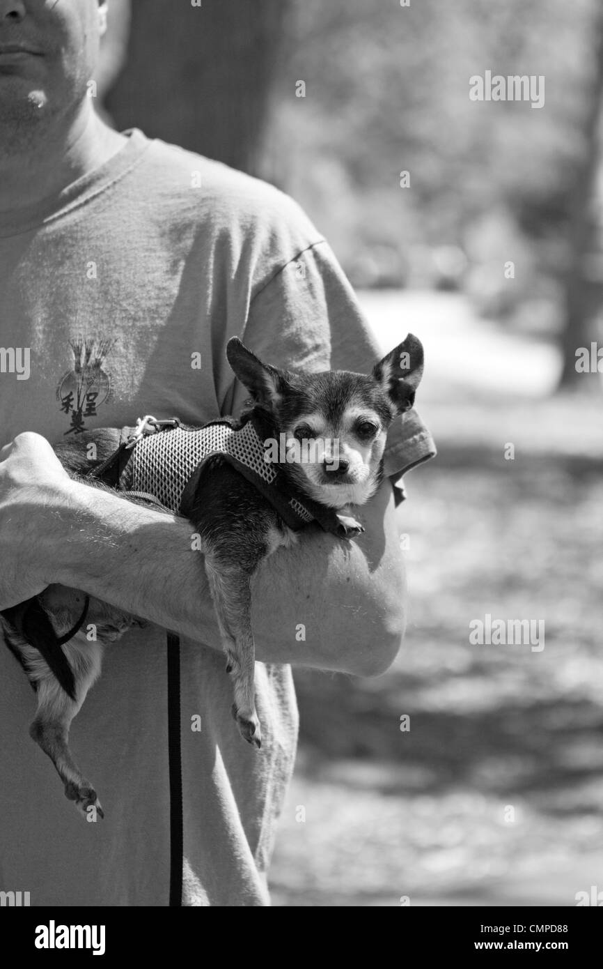 Ein Mann trägt seinen Hund im Prospect Park in Brooklyn, New York an einem sonnigen Frühlingstag. Stockfoto