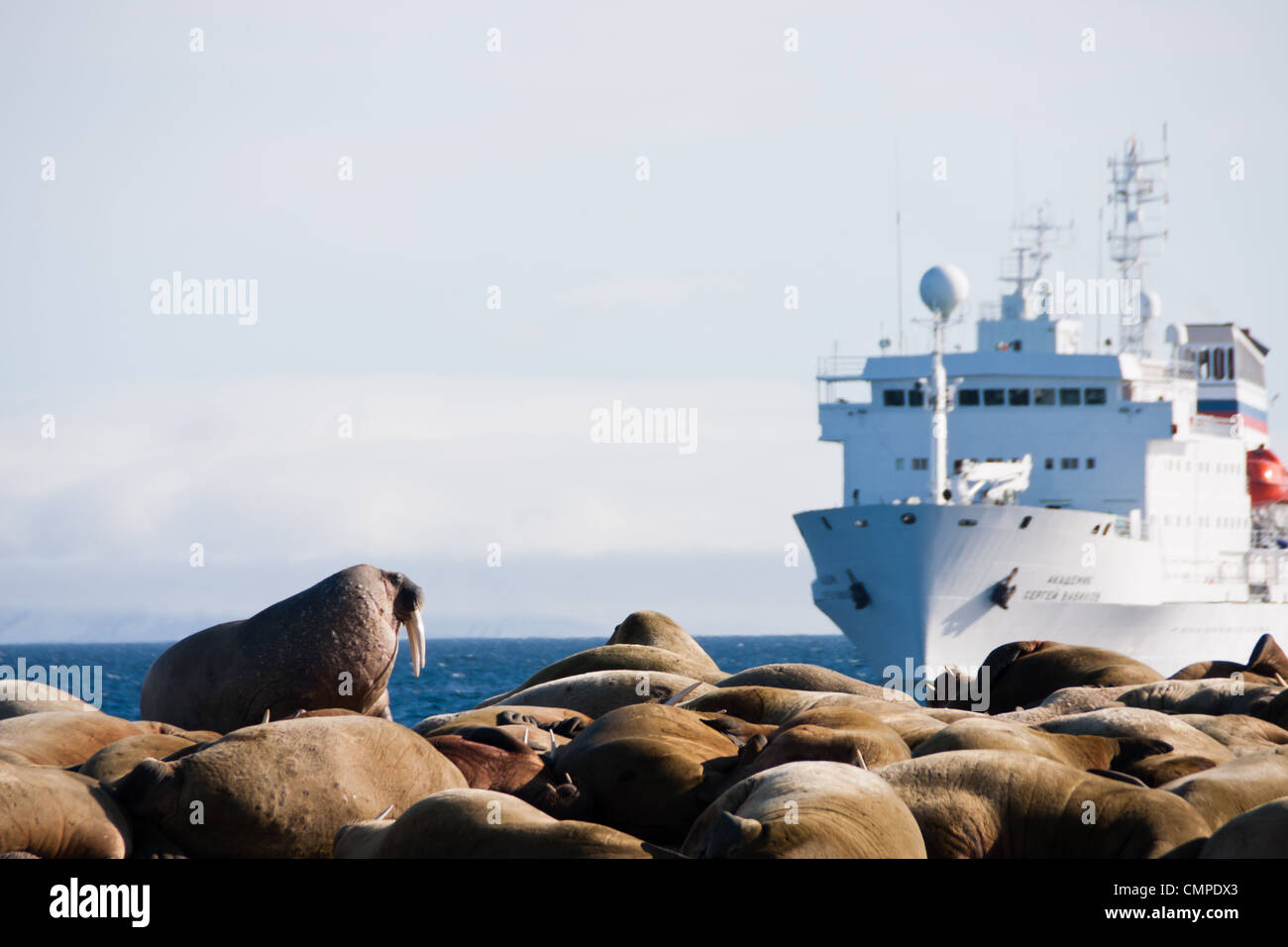 Walross und die Akademik Sergey Vavilov Polar Abenteuer Schiff in der Arktis Stockfoto