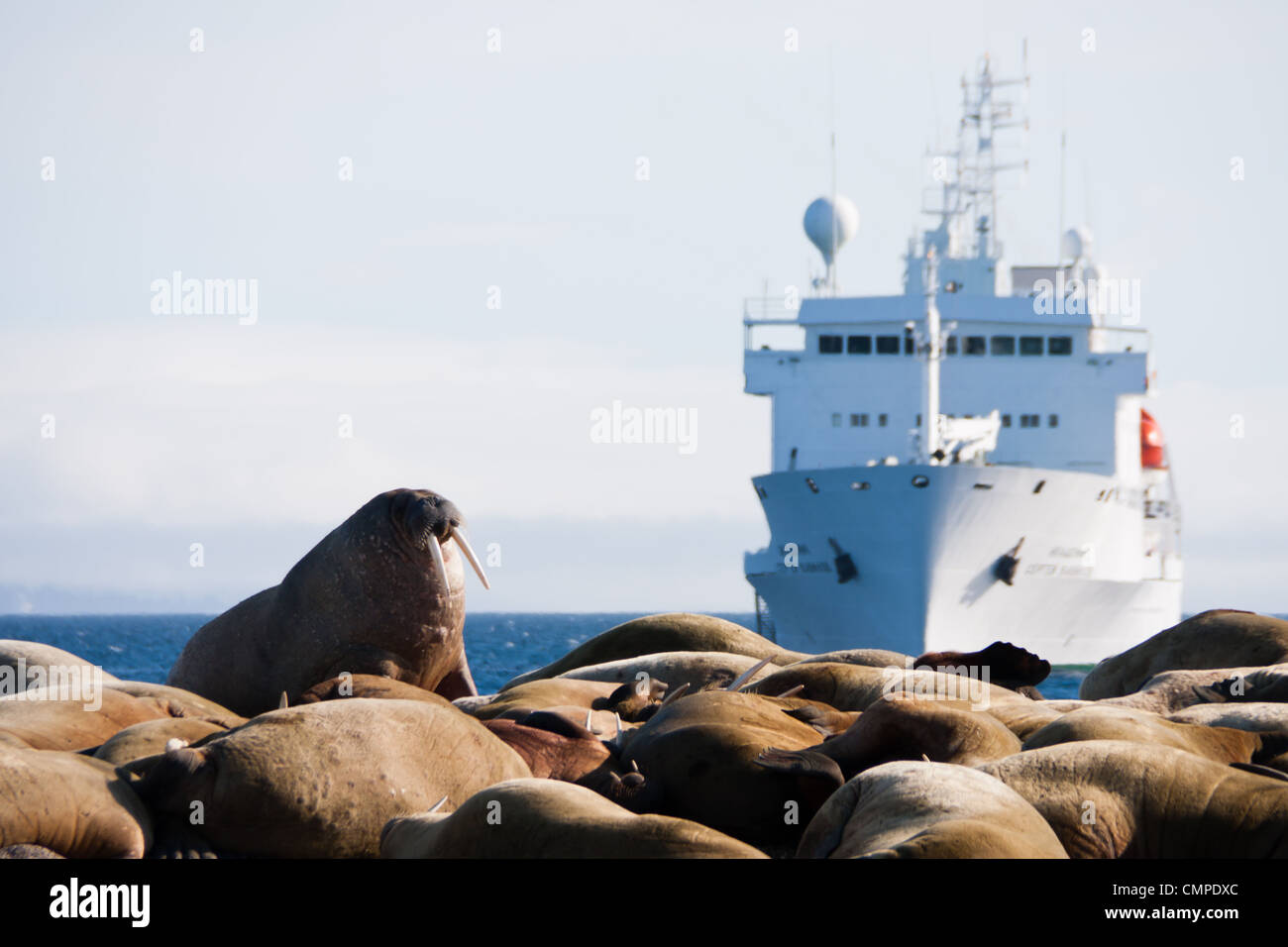 Walross und die Akademik Sergey Vavilov Polar Abenteuer Schiff in der Arktis Stockfoto