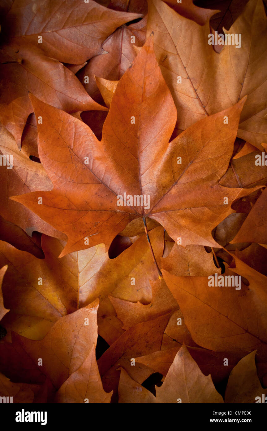 Herbstliche Blätter Stockfoto