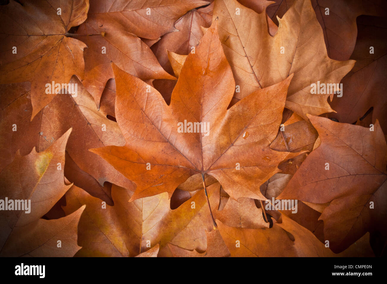 Ahornblätter Hintergrund - Herbst-cocnept Stockfoto