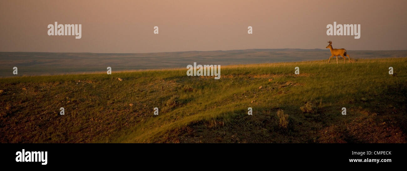 Panorama von Mule Deer auf 70 Meilen Butte, Grasslands National Park, Saskatchewan Stockfoto