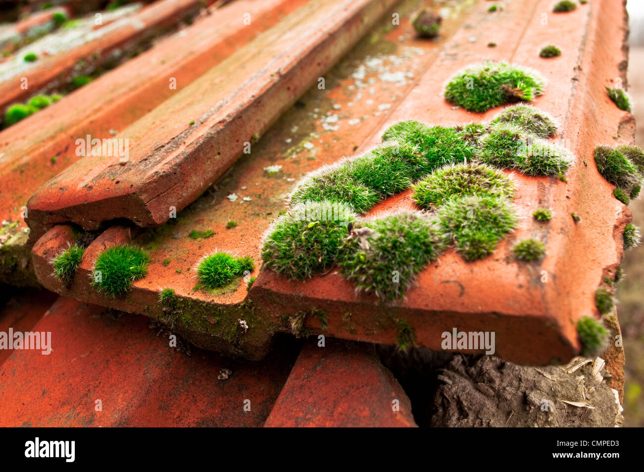 Dachziegel mit moos Fotos und Bildmaterial in hoher Auflösung Seite 5 Alamy