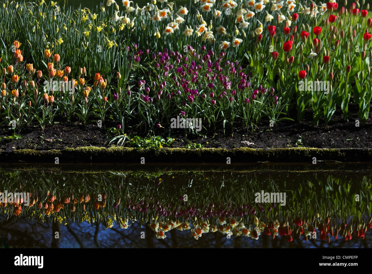 Frühlingsblumen spiegelt sich im Wasser auf sonnigen April-Tag Stockfoto