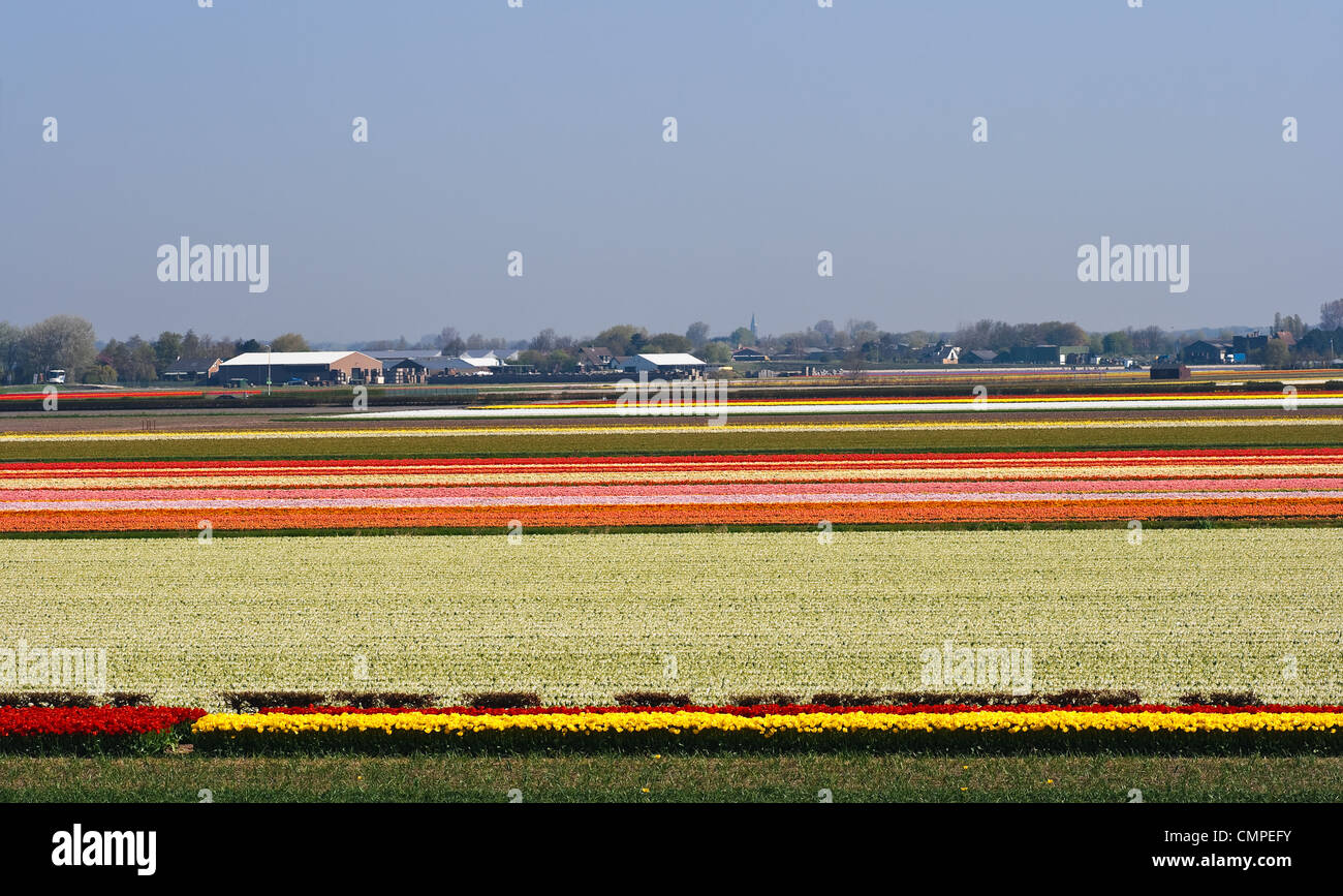 Übersicht über blühenden Tulpenfeldern und Bauernhöfe in der Nähe von Keukenhof, Lisse, Niederlande Stockfoto