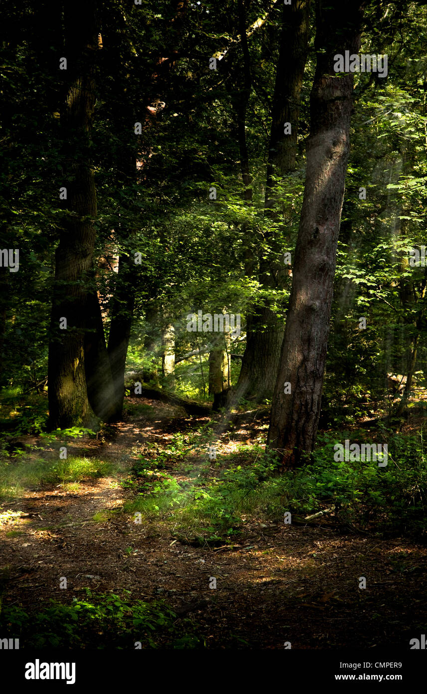 Weg im Wald am Sommermorgen mit ein paar Lichtstrahlen Stockfoto