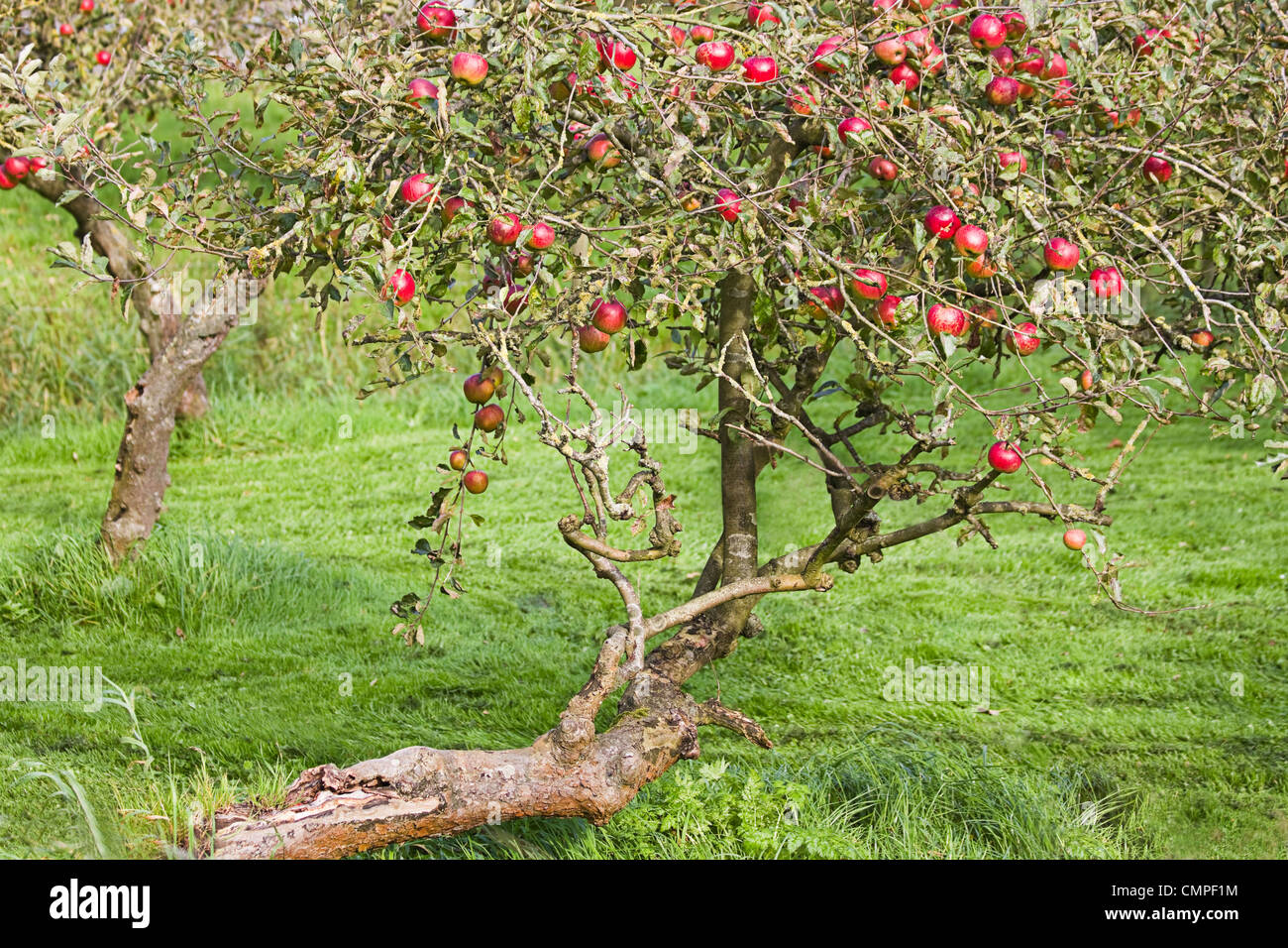 Der Alte Apfelbaum Stockfotos und bilder Kaufen Alamy