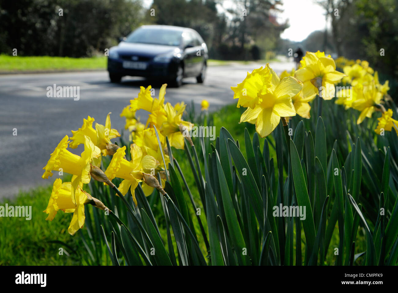 Wilde Narzissen wachsen am Straßenrand, Kent, Großbritannien Stockfoto