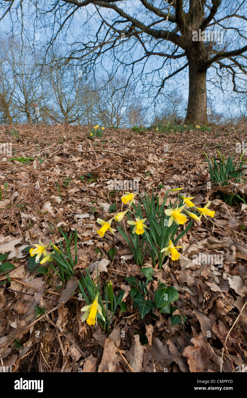 wilde Narzissen Narcissus Pseudonarcissus Ssp; Kann Hügel; Stockfoto