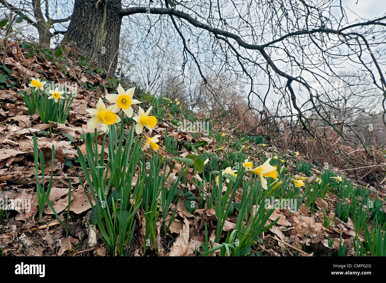 wilde Narzissen Narcissus Pseudonarcissus Ssp; Kann Hügel; Stockfoto