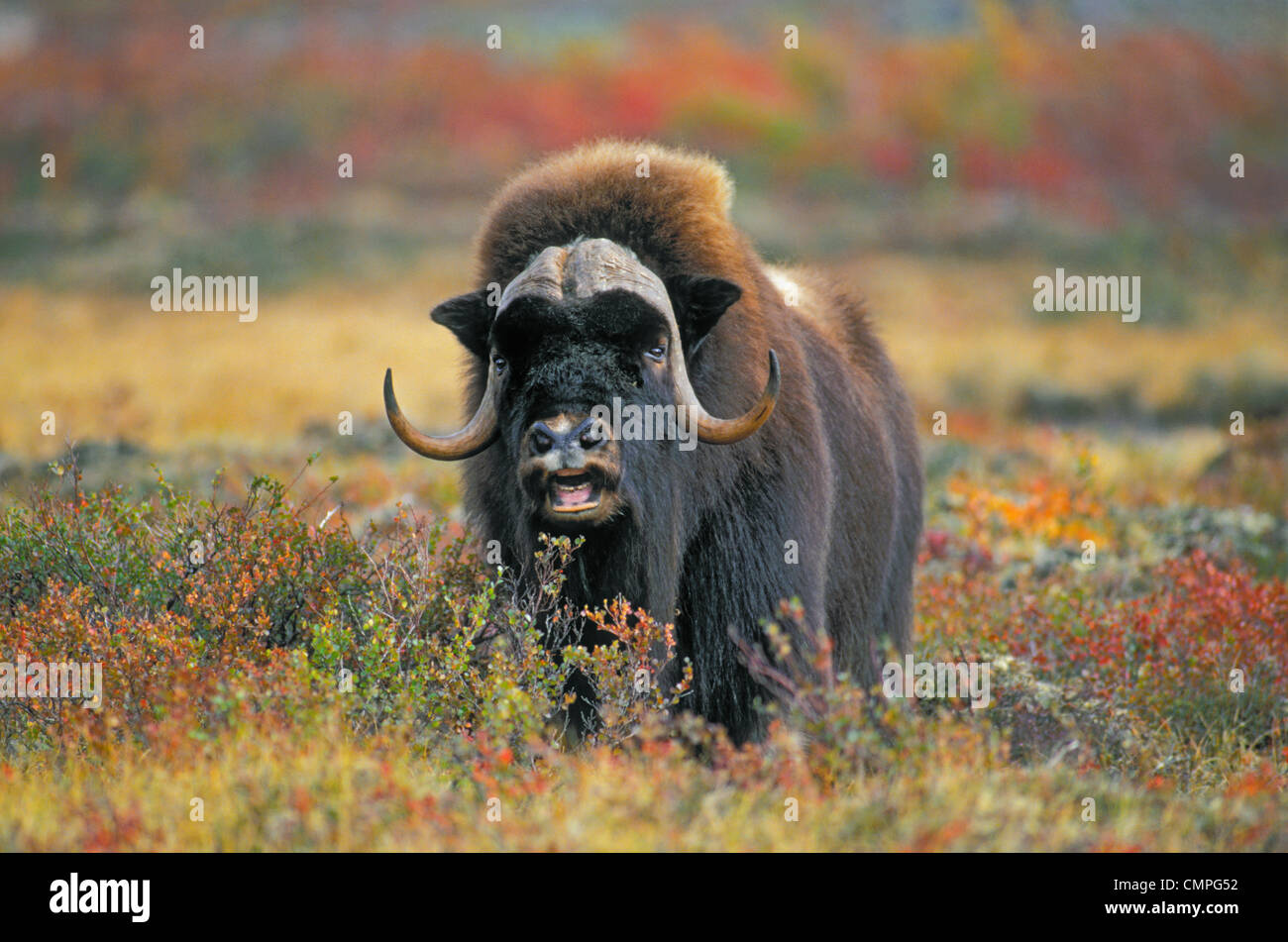 Tk0034, Thomas Kitchin; Moschusochsen in arktischen Tundra. Northwest Territories, Kanada. Herbst. Ovibos Moschatus. Stockfoto
