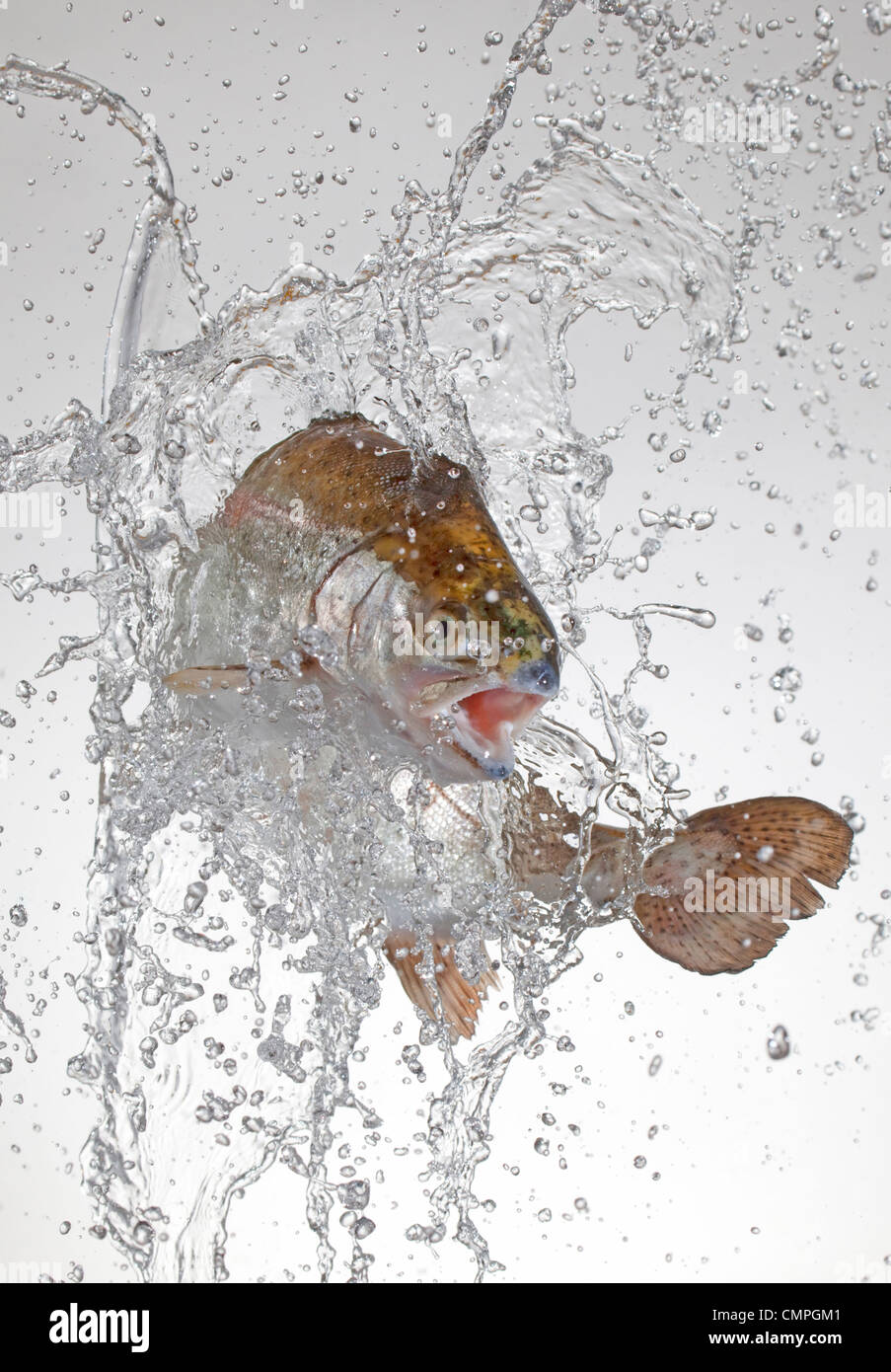 Regenbogenforelle mit springen spritzt Wasser Stockfoto