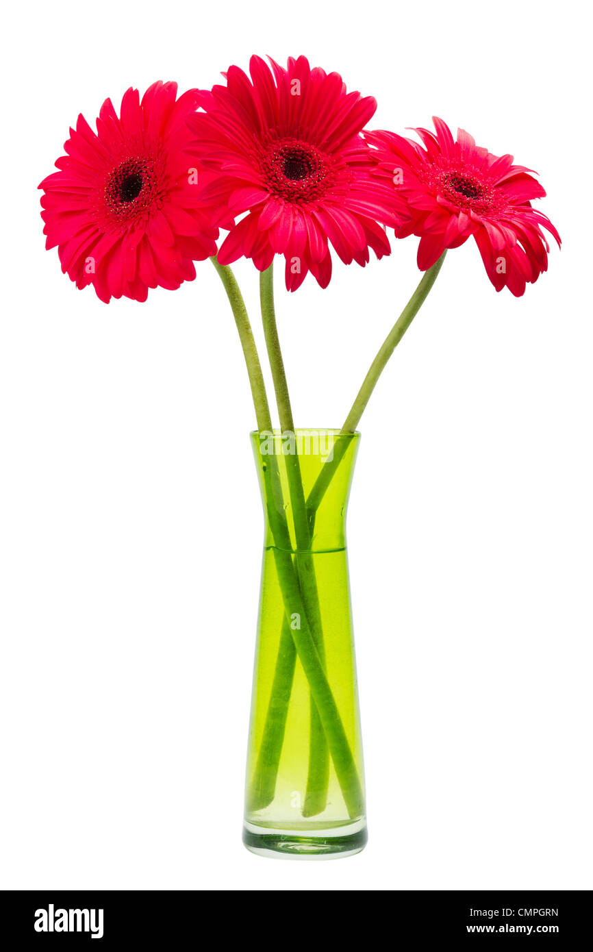 drei Gerber Blumen, rote Gerbera Daisies in grüne Vase isoliert auf