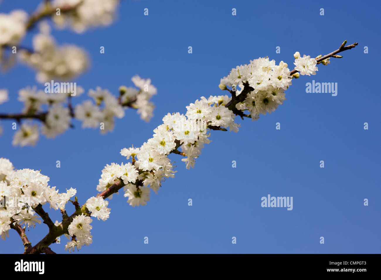 Prunus Spinosa 'Plena'. Schlehe-Blüten im Frühjahr. Stockfoto