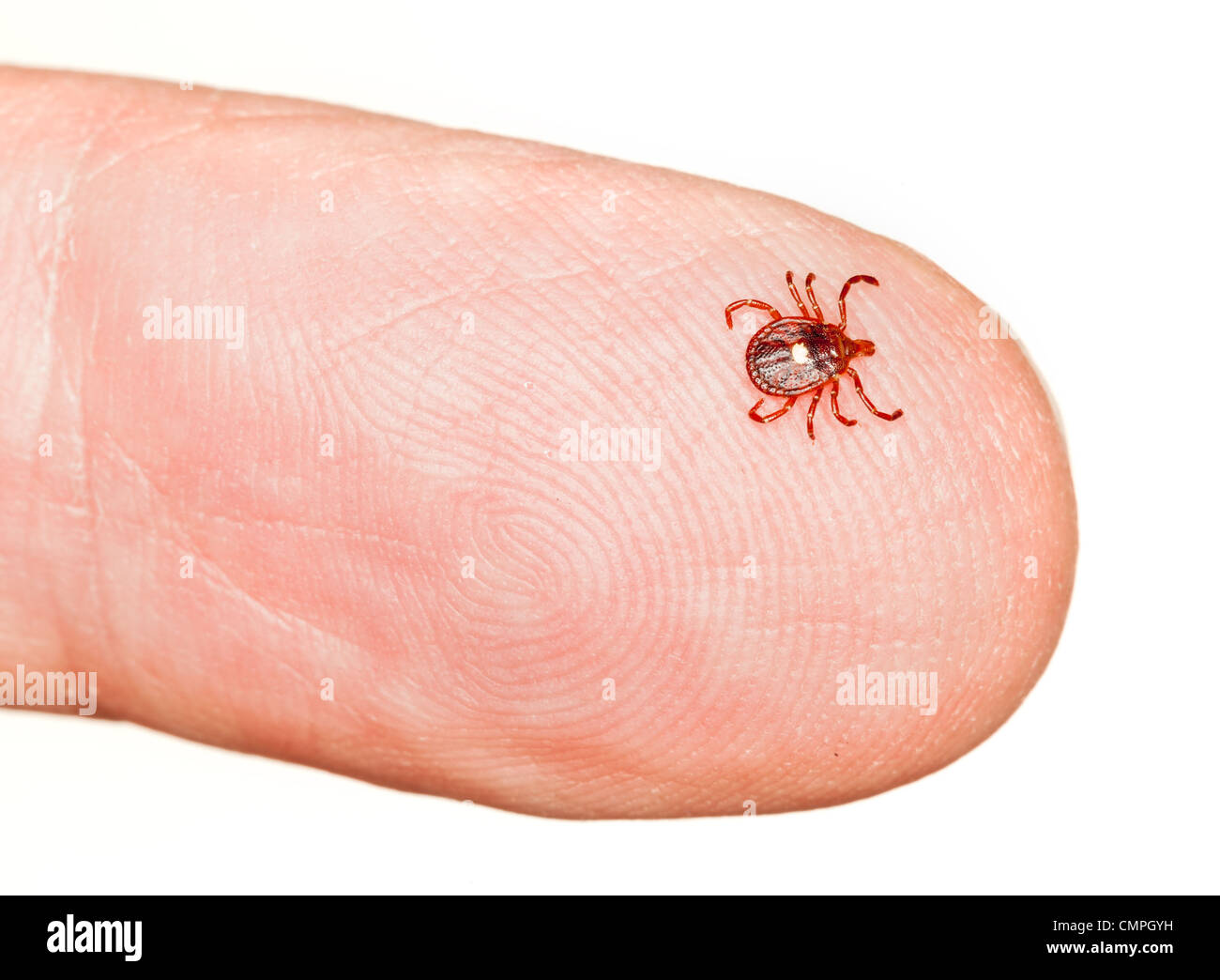 Nahaufnahme von lone Star oder Samen Tick (Amblyomma Americanum) auf einem Finger isoliert auf weiss Stockfoto