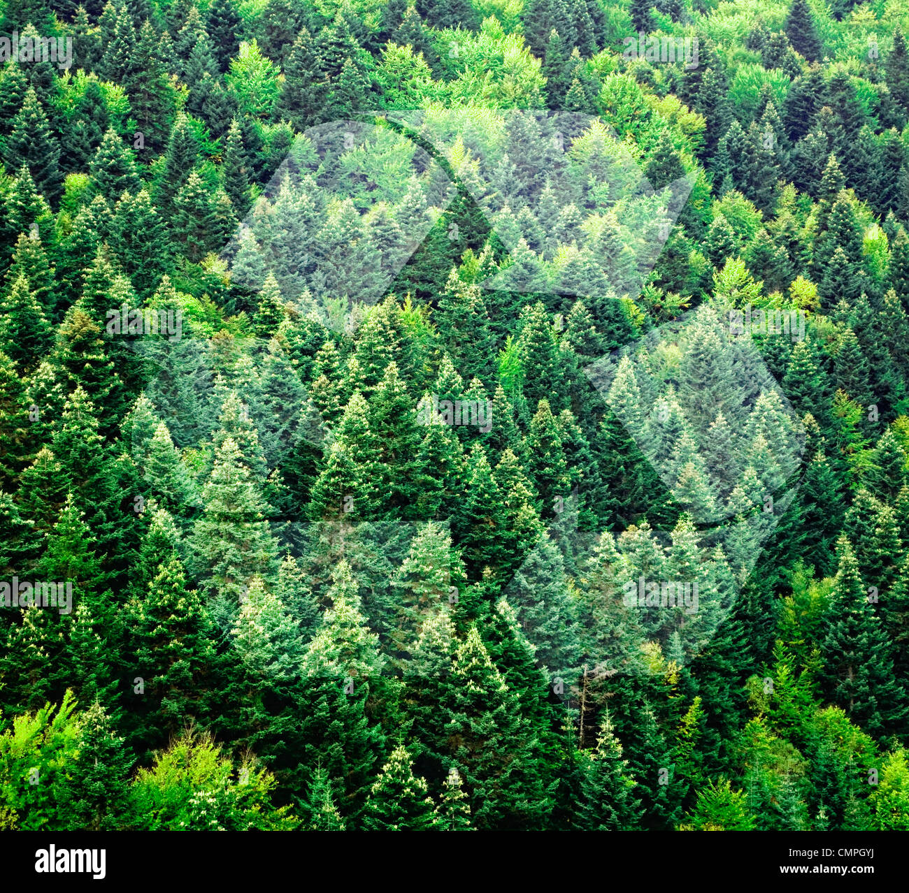 Zeichen gegen grünen Wald Hintergrund zu recyceln Stockfoto