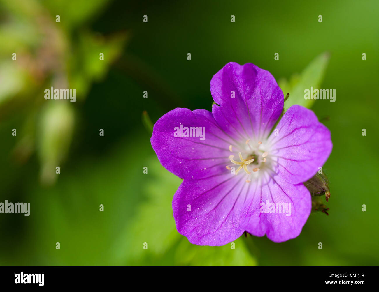 Wilden Geranien (Geranium Maculatum) ist eine mehrjährige Wildblumen, die Blüten im Frühjahr bis Sommer im südöstlichen Nordamerika.  Es war einmal für medizinische Zwecke als Adstringens verwendet. Stockfoto