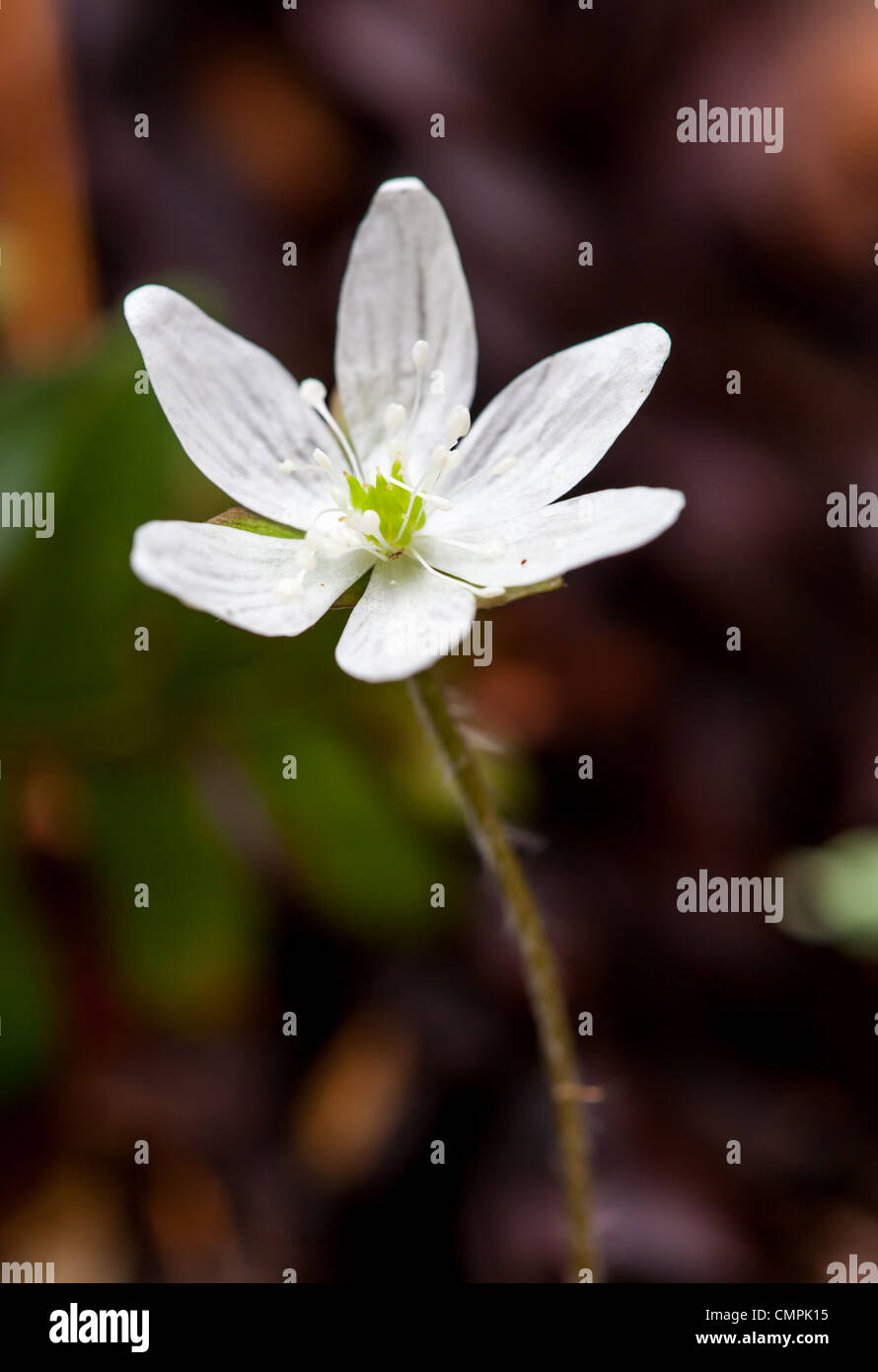 Sharp-gelappt Leberblümchen (Hepatica Nobilis Acuta) ist eine Wildblume, der im März oder April blüht.  Es hat 5-12 Blütenblätter und möglicherweise bis violett in der Farbe weiß.  Die Blätter sind auf einem behaarten Stiel mit 3 etwa Ei geformte Lappen mit Spitzen. Stockfoto